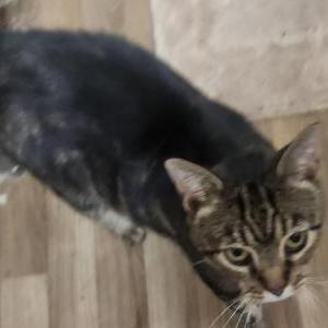 Image of Kitty, Found Cat