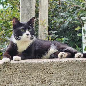 Image of Unknown, Found Cat