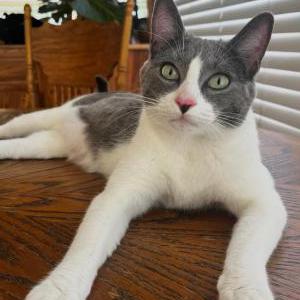 Image of Azul, Lost Cat