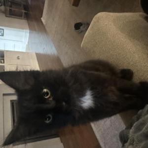 Image of Rex, Lost Cat