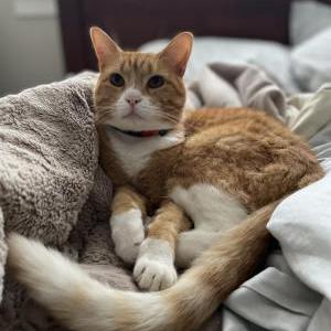 Image of Skitter, Lost Cat