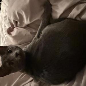 Image of Squirt, Lost Cat