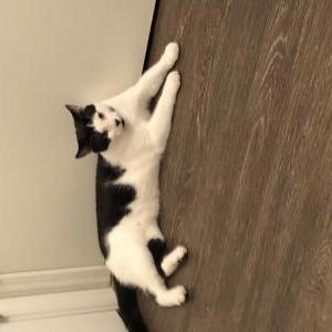 Lost 2 Leo (California)