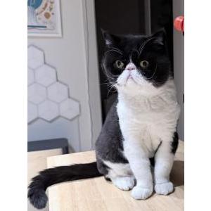 Image of Charles, Lost Cat