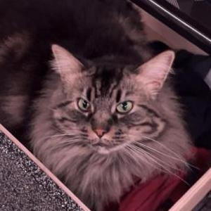 Image of Blue, Lost Cat