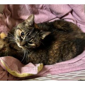 Image of Unknown, Found Cat