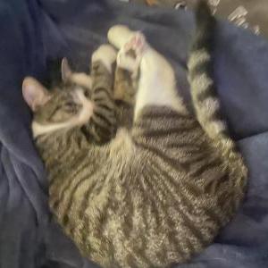 Image of Milo, Lost Cat