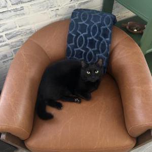 Lost Cat Georgie