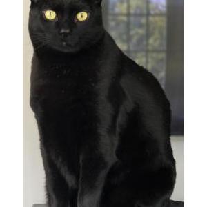 Image of Vinnie, Lost Cat