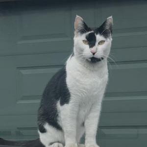 Image of N/A, Found Cat