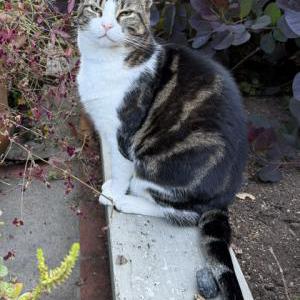 Lost 2 Theo (California)