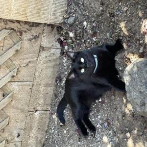 Image of Onyx, Lost Cat