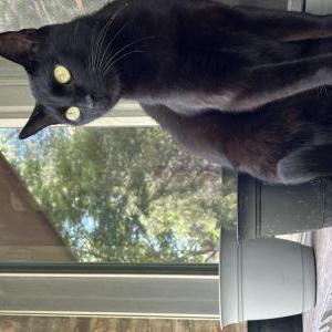 Image of Toostie, Lost Cat