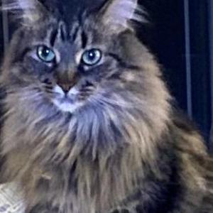 Lost 2 Fluffy (North Carolina)