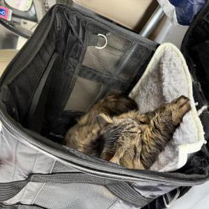 2nd Image of Fluffy, Lost Cat