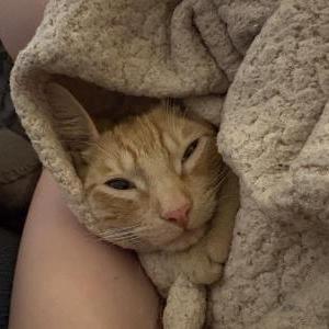 Image of Zander, Lost Cat
