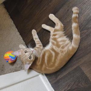 Image of Simba, Lost Cat