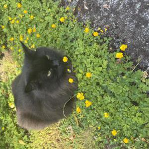 Image of Oreo, Lost Cat
