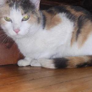 Found Cat Unknown