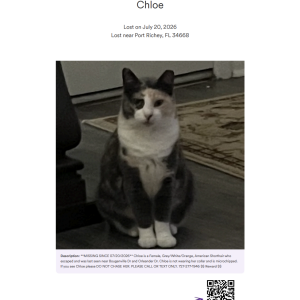 Image of Chloe, Lost Cat