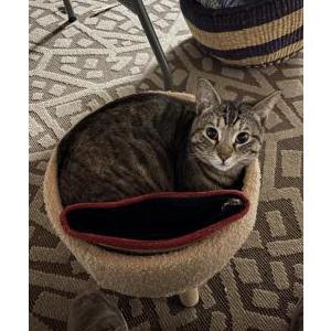 Image of Lagertha, Lost Cat