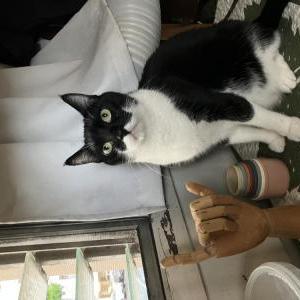 Image of Monkey, Lost Cat