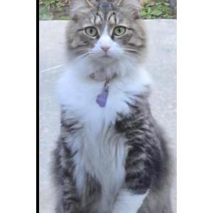 Image of PEPPER, Lost Cat