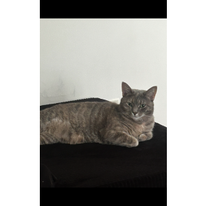 Image of Orla, Lost Cat
