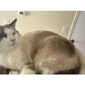 Lost Cat Minnosh