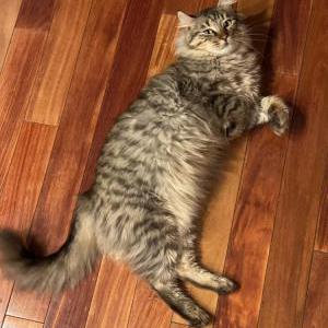 Image of Atlas, Lost Cat