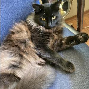 Image of Janusch (Yanush), Lost Cat