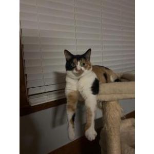 Image of Charlotte, Lost Cat