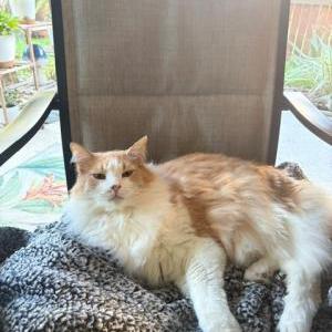 Image of Chewy, Lost Cat