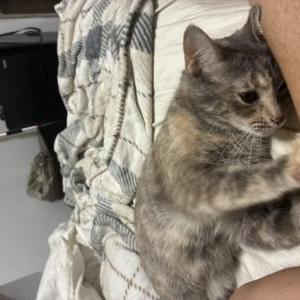 Image of Jade, Lost Cat