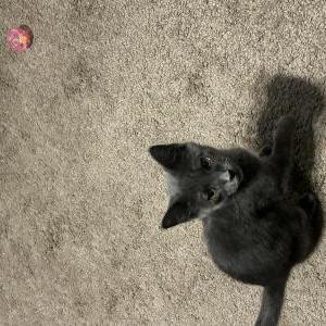 Image of Mena, Lost Cat