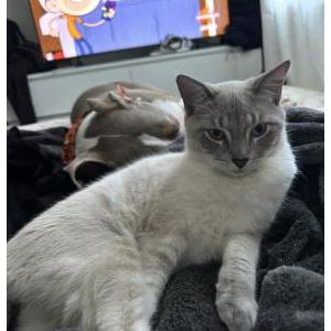 Image of Saint, Lost Cat