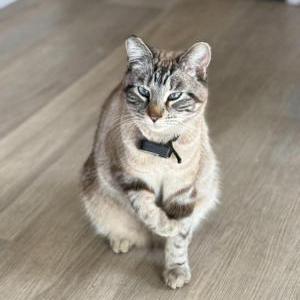 Image of WILLOW, Lost Cat