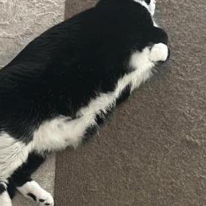 Image of Lunar, Lost Cat