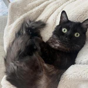 Image of Minnie, Lost Cat