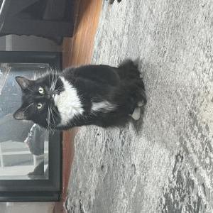 Image of raveb, Lost Cat