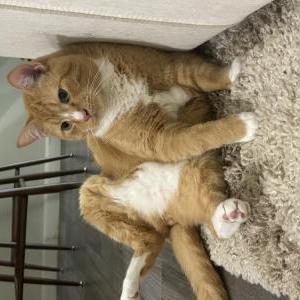 Image of Oswald, Lost Cat