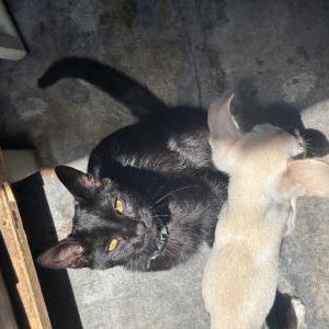 Image of felix, Lost Cat