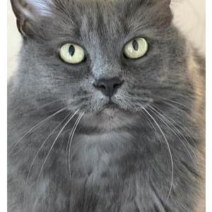 2nd Image of Major Tom, Lost Cat