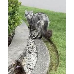 Image of Unknown, Found Cat