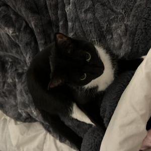 Image of Loka, Lost Cat