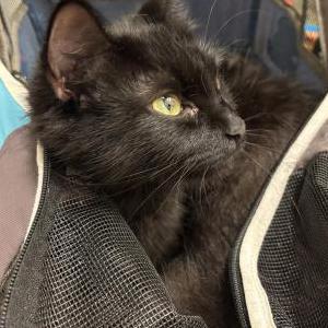 Image of Kuromi, Found Cat