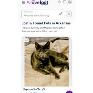 Lost 2 Callie bear (AR)