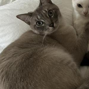Image of Saint, Lost Cat