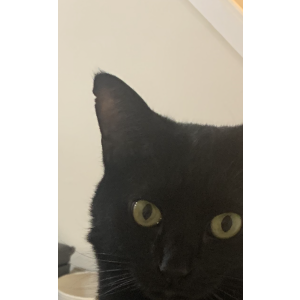 Image of Kitty, Lost Cat