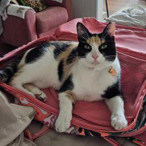 Image of Weeny, Lost Cat